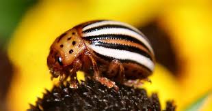 Black And Yellow Striped Millipede Colorado Potato Beetle By Sheri Nye Growing Organic Food Potato Bugs Beetle