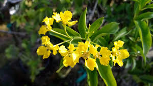 Image result for Stigmaphyllon