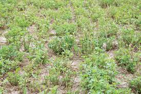How would it look like? The Alfalfa Yield Gap What S Holding Us Back Hay And Forage Magazine