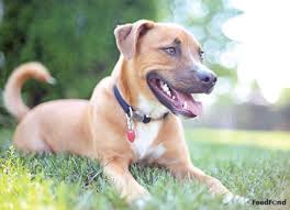 German Shepherd Pitbull Mix Black And Brown German Shepherd Pitbull Mix Dog Breed Guide For 2020 Pitbull Mix Pitbull Mix Breeds Pitbulls