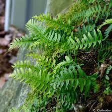 Image result for Polypodiaceae