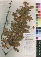 Image result for Acacia gerrardii