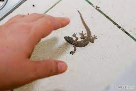 How To Catch A Common House Lizard And Keep It As A Pet Lizard Pet Lizards Pets