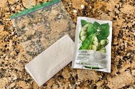 Growing seeds in a plastic bag is convenient by simply cutting open the plastic from one side of a bag of soil, loosening up the soil. Growing Beans In A Bag Seed Germination Experiment Mombrite