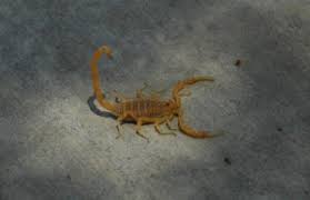 Scorpions are a threat to the safety of our homes and loved ones. 5 Scorpion Hideouts Around Your Home Phoenix Scottsdale Scorpion Control