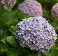 Pin On Flowers