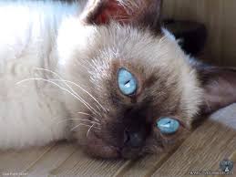 The siamese cat is one of the first distinctly recognized breeds of asian cat. Tell Me More About My Eyes The Mystique Of Siamese Cats Siamese Cat Spot