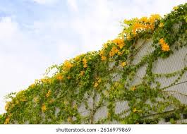 Image result for Dolichandra unguis-cati