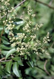 Image result for Embelia