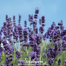 Lavender, Vera (Lavandula angustifolia Vera) -100 Seeds