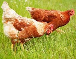 Image result for comet hen