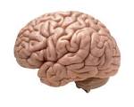 human brain on white background | human brain on white backg… | Flickr