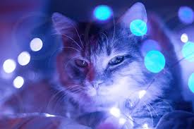 Filter fairy lights (over 37 items). My Cat Dax Playing In Her Favorite Blue Fairy Lights By Mikayla Hamilton Photo Stock Snapwire