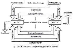 Components Of Ecosystem Biotic Components And Abiotic