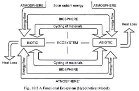 Components Of Ecosystem Biotic Components And Abiotic