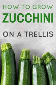 Zucchini plantene vokser ved å sette ut vinranker og tentakler. Up Up And Away How To Grow Zucchini On A Trellis Weekend Gardener Growing Zucchini Zucchini Plants Zucchini