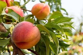 Instead of a planted palm, why not grow your own fruit tree indoors like a friendly houseplant? 12 Fruit Trees You Can Grow Indoors House Plant Hobbyist