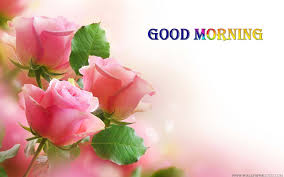 See how rose is get real image at kfoods. Good Morning Images Rose Flowers Hd Wallpaper Good Morning Roses Good Morning Images Morning Images