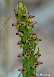 Image result for Disa baurii