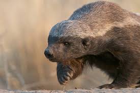 Top 10 And Only Reasons Why The Honey Badger Should Be Your Spirit Animal In 2020 Honey Badger Honey Badger Tattoo Spirit Animal