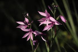 Image result for Radinosiphon leptostachya