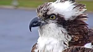 Hellgate Osprey Cam Timeline | Cornell Lab Bird Cams