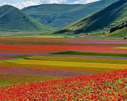 Castelluccio di Norcia piana fioritura, generata con l'AI