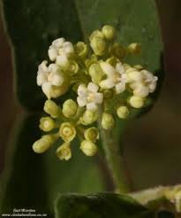 Image result for Psychotria kirkii