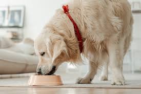 The Celebrity Dog Diet Trends 2025 Shaping Pet Nutrition