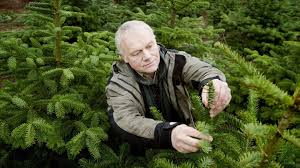 Large oak tree (green township) pic hide this posting restore restore this posting. Holiday Decorating Emphasizes Slim Pencil Christmas Trees Wsj