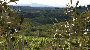Huile D Olive Extravierge Merlini Toscane Italie Visites A La Ferme Merlini Olio Extravergine Merlini Toscana Vendita Diretta E On Line Di Ottimo Olio Extravergine Di Oliva Toscano Ricco Di Polifenoli
