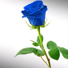 Kampung pojok /lembang link proses tanem dari awal ini video tahun 2015. 5 Biji Mawar Biru Import Sultanfarmer502 Shopee Indonesia