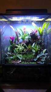Harpo S Tall Small Bakhuis Dendroboard Beautiful Terrariums Vivarium Water Terrarium