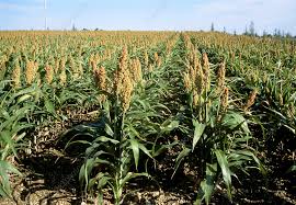 Image result for Setaria italica