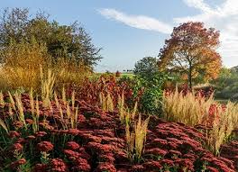 Buy speedwell Veronica 'Shirley Blue'