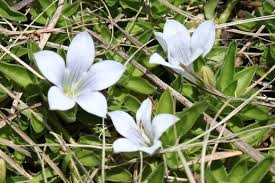 Image result for Craterocapsa