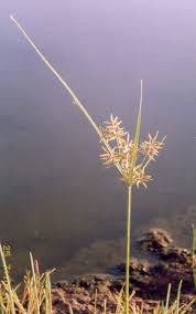 Image result for Pycreus macrostachyus