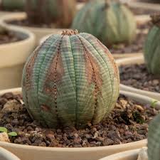Image result for Euphorbia halipedicola