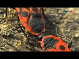 Feuerwanzen Im Garten Youtube Enjoyment Spiderman Thermomix