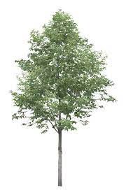 Baume Png In Autocad Drawing Bibliocad Autocad Baume Bibliocad Drawing Arbre Png Arbres Photoshop Dessin Architecture