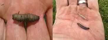 Recent Eu Pesticide Ban A Challenge For Lawn Pest Control