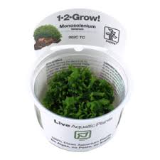 For a nice bushy effect, plant the feet next to each other, 8 to 12 centimetres (3.2 to 5) apart. Cryptocoryne Crispatula Aquadesign Doll