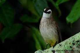 Aktiviti lesen pembaharuan di kaunter. Jom Kenali 15 Jenis Burung Di Malaysia Wujud Rupanya Bidadari My