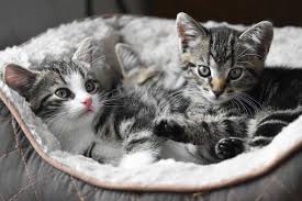 Kedi Dostu Ev Esyalari Nelerdir Kedi Esyalari Akcali Sprey Boya
