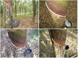 Image result for Hevea brasiliensis