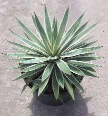 Check spelling or type a new query. Drought Resistant And Low Water Plants Florida Nursery Mart