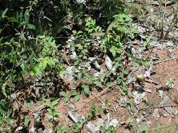 Image result for Ceratotheca sesamoides