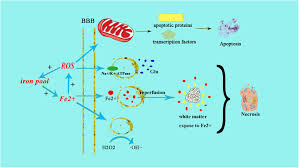 Drag and drop volume profile indicator for the metatrader 4 platform. Frontiers Mechanism And Treatment Related To Oxidative Stress In Neonatal Hypoxic Ischemic Encephalopathy Molecular Neuroscience