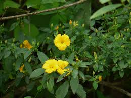 Image result for Reinwardtia indica