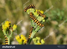Cinnabar Moth Caterpillars Eating Yellow Common Stock Photo